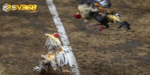 Đá gà Thomo hôm nay uy tín và hấp dẫn