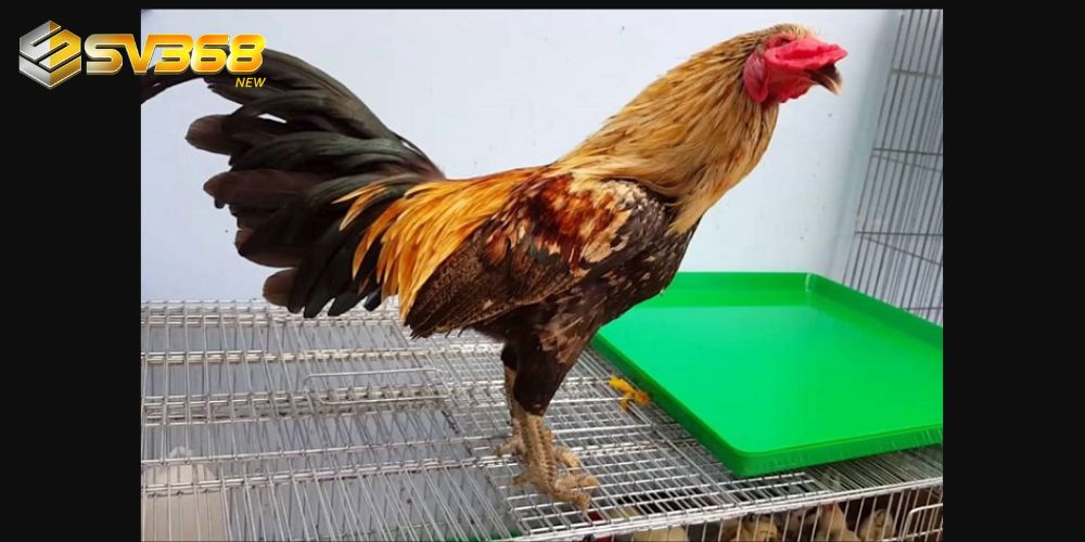 Gà chọi vảy rồng sở hữu lớp vảy đẹp, ấn tượng