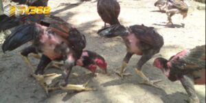 Gà còn nhỏ nên thả rông để chúng phát triển toàn diện