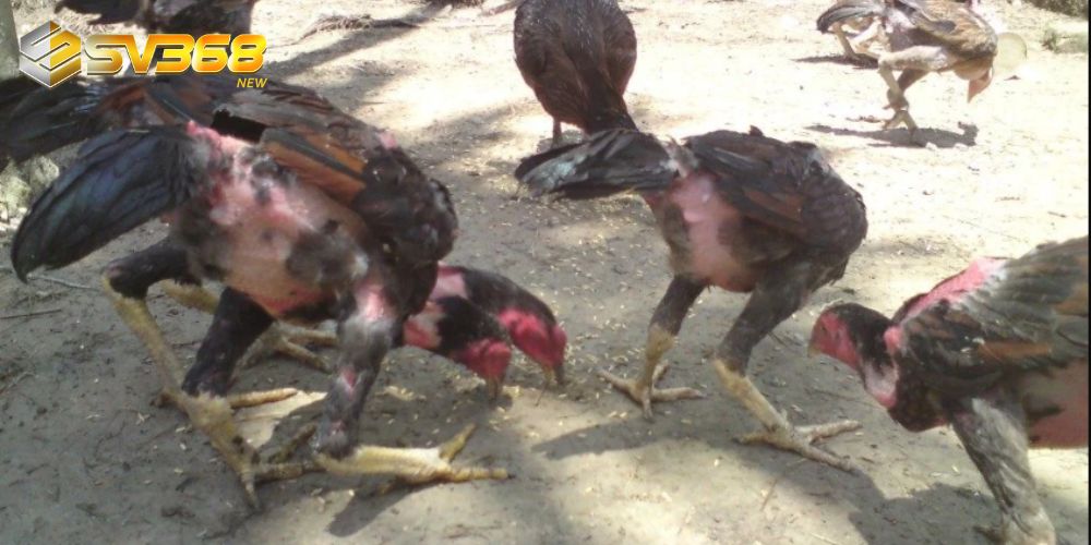 Gà còn nhỏ nên thả rông để chúng phát triển toàn diện