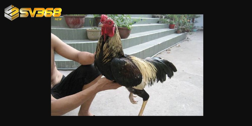 Hẫng chân rơi tự do giúp gà chọi có đôi chân chắc khoẻ, cứng cáp