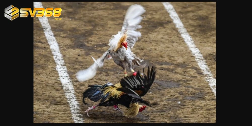 Người chơi chọn trận đấu phù hợp để theo dõi