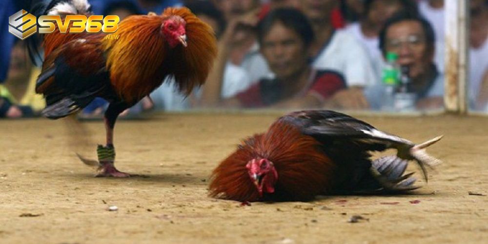 Người chơi lựa chọn trận đấu yêu thích để tham gia