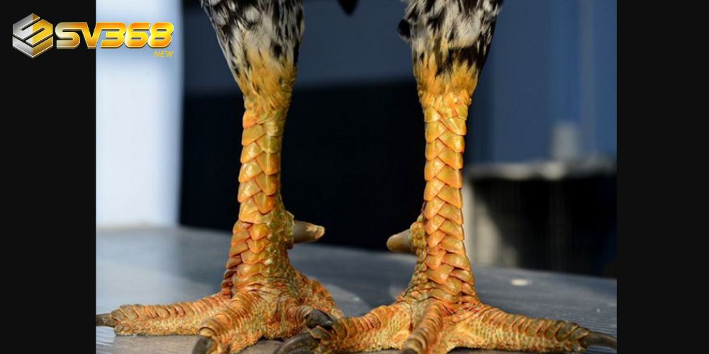 Phần vảy ở chân xếp gọn vào nhau