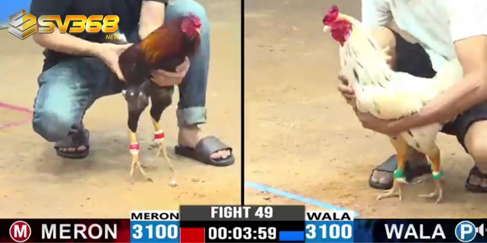 SV388 live đá gà trực tiếp từ Thomo