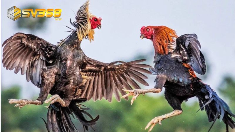 Thuật ngữ về chấm tiền trong đá gà